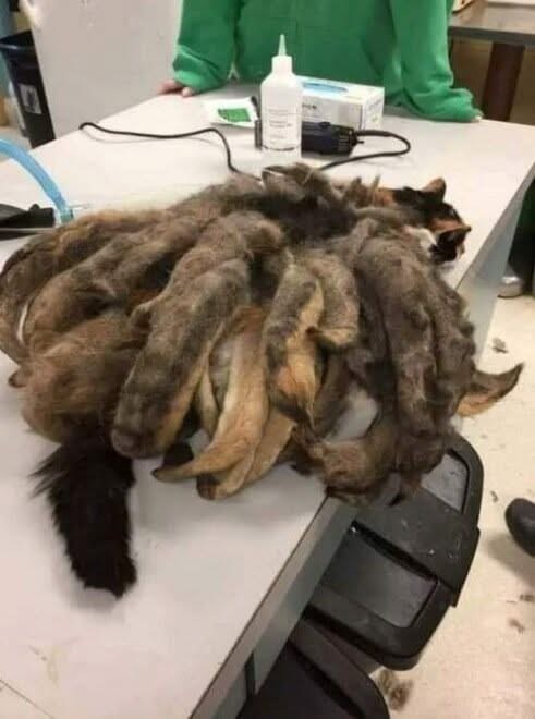 The Unbelievable Transformation of Hidey the Cat