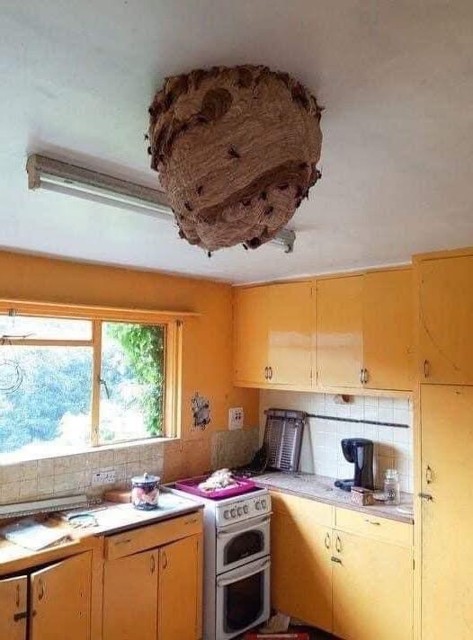 Large Asian Hornet nests found in abandoned house promoting fresh warnings
