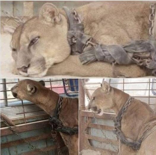 Circus lion released after being locked up for 20 years