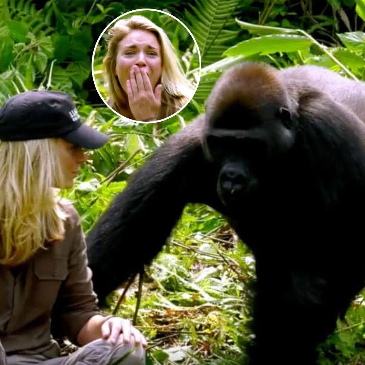 6 years after raising a gorilla, it meets his wife: despite the warnings she gets too close…