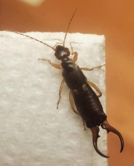 A Natural Way to Get Rid of Earwigs in Your Garden