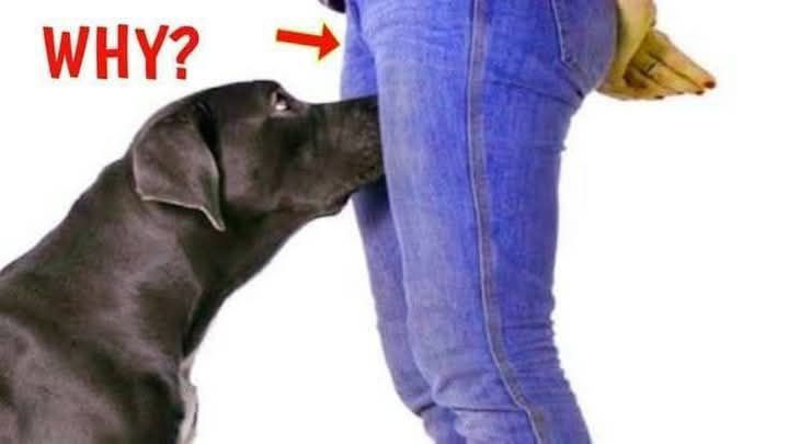 If your dog is sniffing your genital area, it means you have….