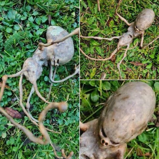 Neighbor discovers mysterious object in backyard, leaving the internet baffled.