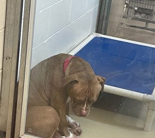 Heartbreaking Photo Captures Shelter Pit Bull “Losing Hope” After Multiple Adoptions Fall Through — Still Looking for a Forever Home