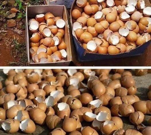 Don’t Toss Those Eggshells! Here’s Why You Should Keep Them