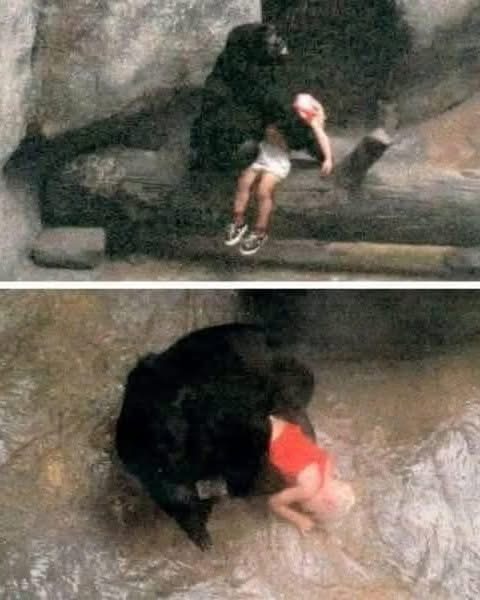 A boy fell into a gorilla enclosure – but no one expected this reaction