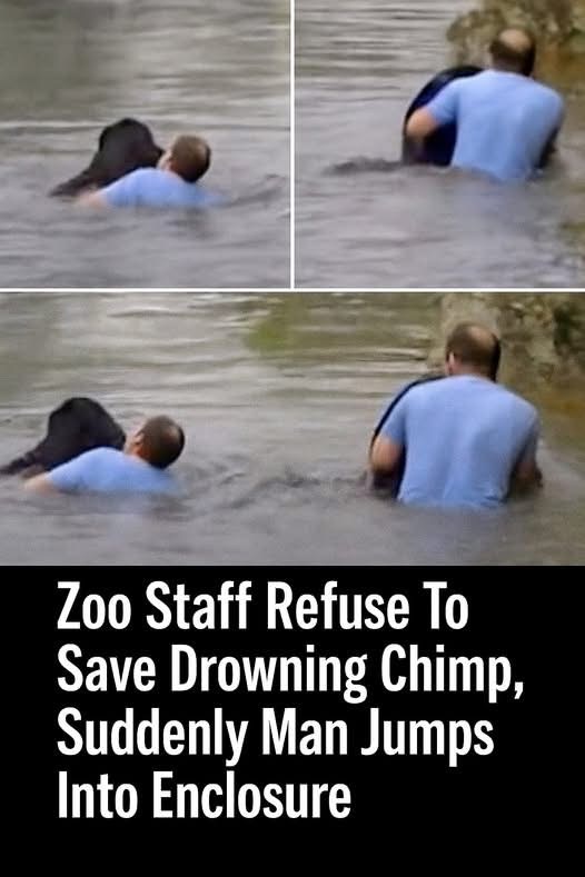 Heroic Rescue: Man Saves Drowning Chimpanzee After Zoo Refuses Help