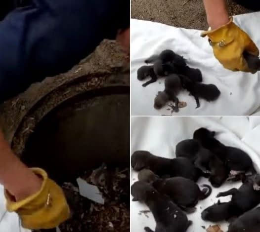 Firefighters Rush to Rescue ‘Puppies’ From Drain – But Vet’s Shocking Discovery Leaves Everyone Stunned