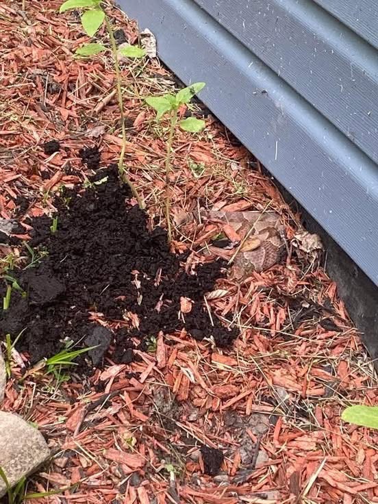 8 Easy Ways To Keep Snakes Away From Your Yard