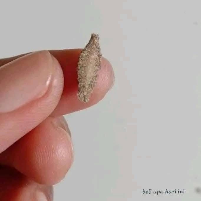Have You Seen These Inside Your Homes?
