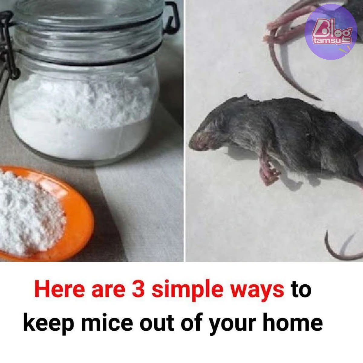 Here are 3 simple ways to keep mice out of your home