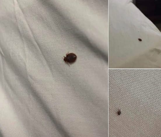 Found a Tick in Your House? Here’s Exactly What to Do