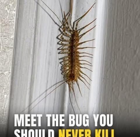 Why You Should Think Twice Before Killing a House Centipede