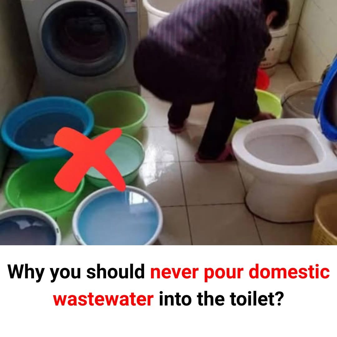 Why you should never pour domestic wastewater into the toilet?