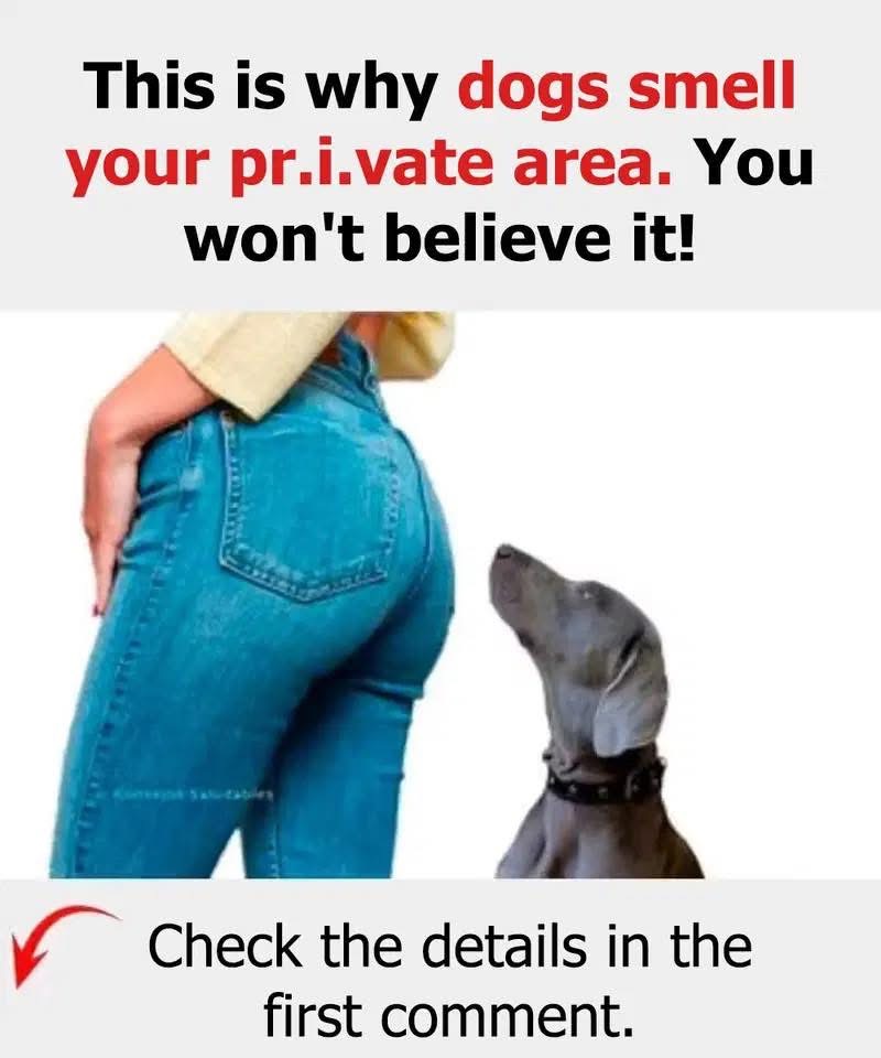Reasons why dogs smell your CR0TCH