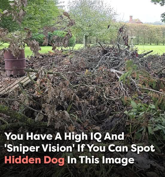 Can you spot the hidden dog? Only those with ‘sniper vision’ can find it