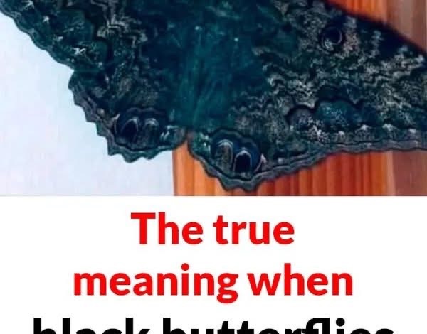 The True Meaning Behind a Visit from a Black Butterfly