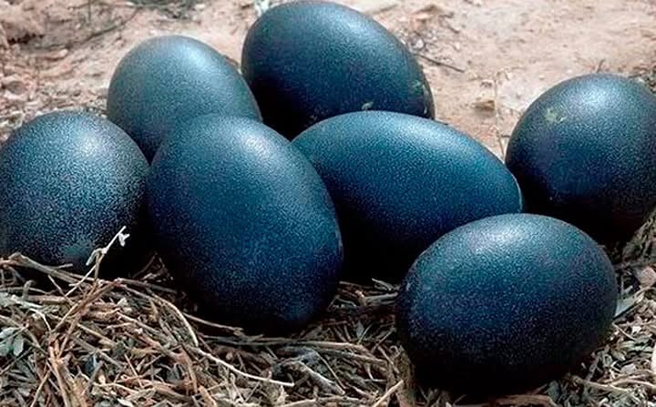 A farmer found black eggs and when THIS hatched he was seriously scared
