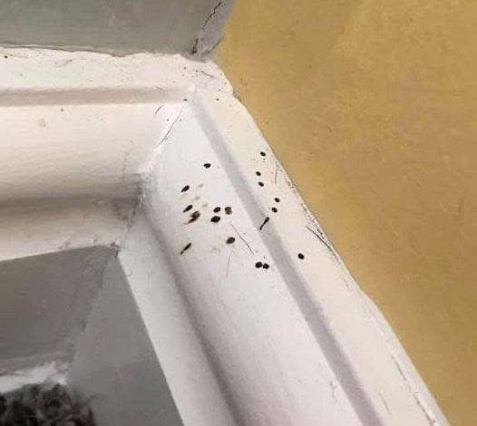 What to Do If You Spot Mysterious Black Dots in Your Kitchen