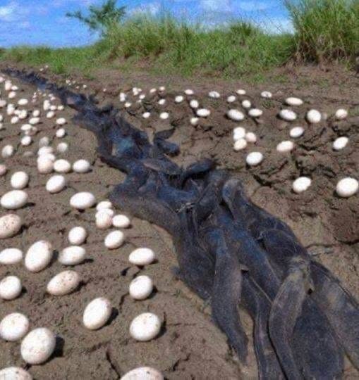 Farmer Finds Hundreds Of Strange Eggs