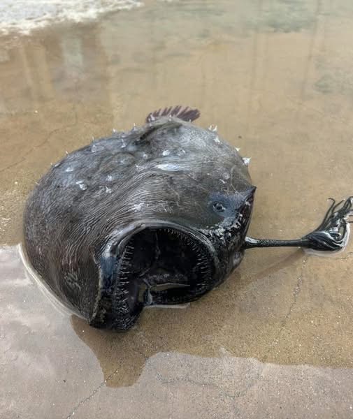 Strange creature washes ashore – when people realize what it is, it raises bone-chilling questions