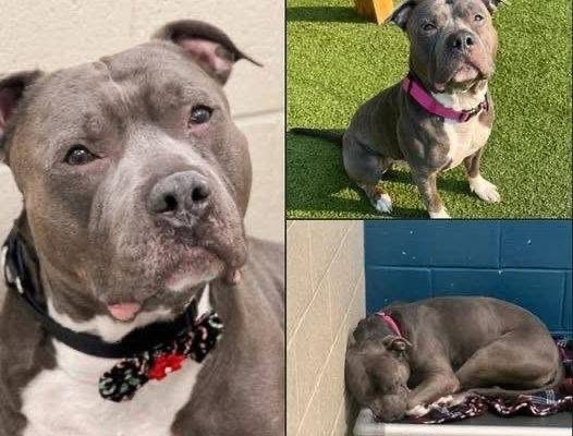 Dog loses hope, “cries endlessly” after 260 days in the shelter — looking for a perfect new home