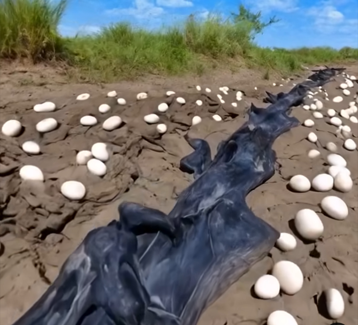 Farmer Discovers Mysterious Eggs in His Field — What Hatches Leaves Him in Tears