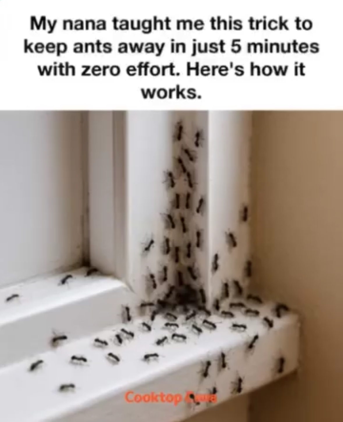 My Nana’s 5-Minute Trick to Keep Ants Away Naturally — No Chemicals, No Fuss