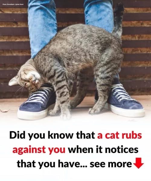 Behavior: My cat is rubbing and scratching against me… What does it mean?