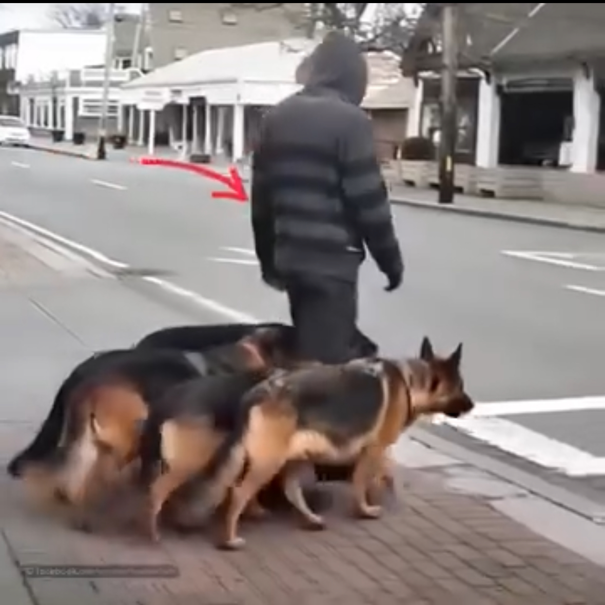At first, it seemed like he was simply walking his dogs. But after five seconds, when people took a closer look, they froze in horror at what unfolded before their eyes.