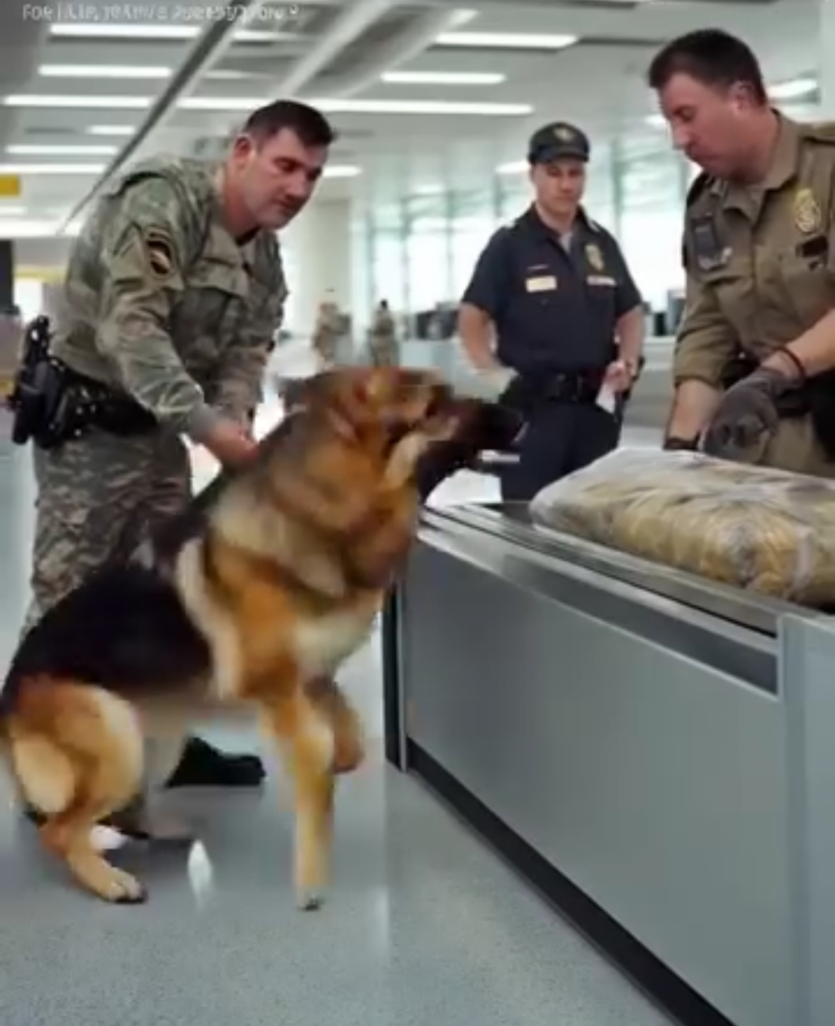 The police dog, seeing this bag at the airport, began to whine and look at the border guard