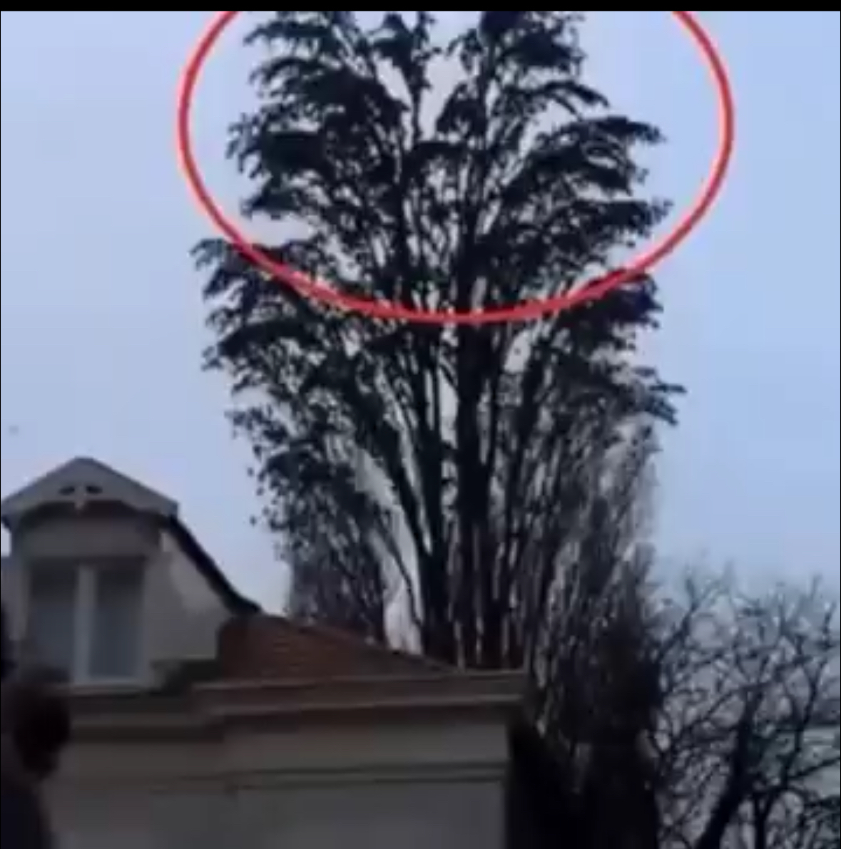 He was just filming a tree. But at 0:18 something happened