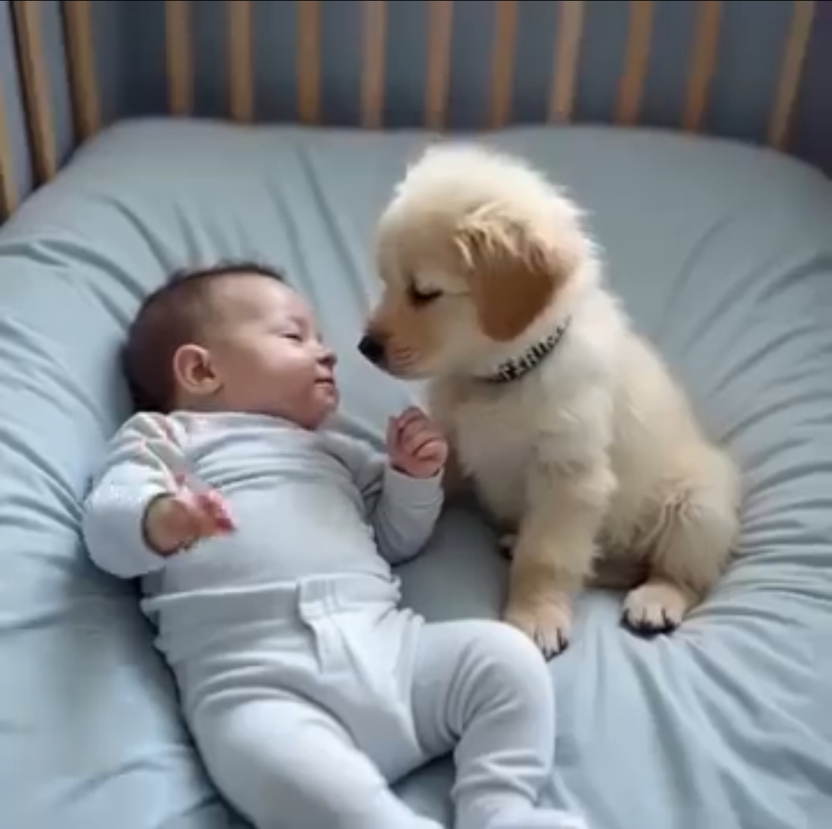 From Despair to Hope: A Golden Retriever’s Miracle