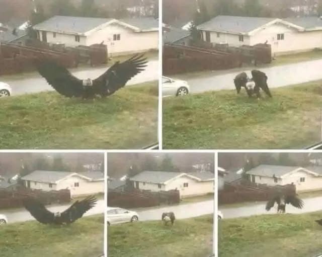 Giant Eagle Captured In Brownsville, Texas: A Stunning Discovery