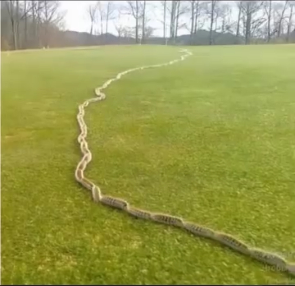 I Thought It Was Just a Rope in the Grass — Then I Looked Closer…