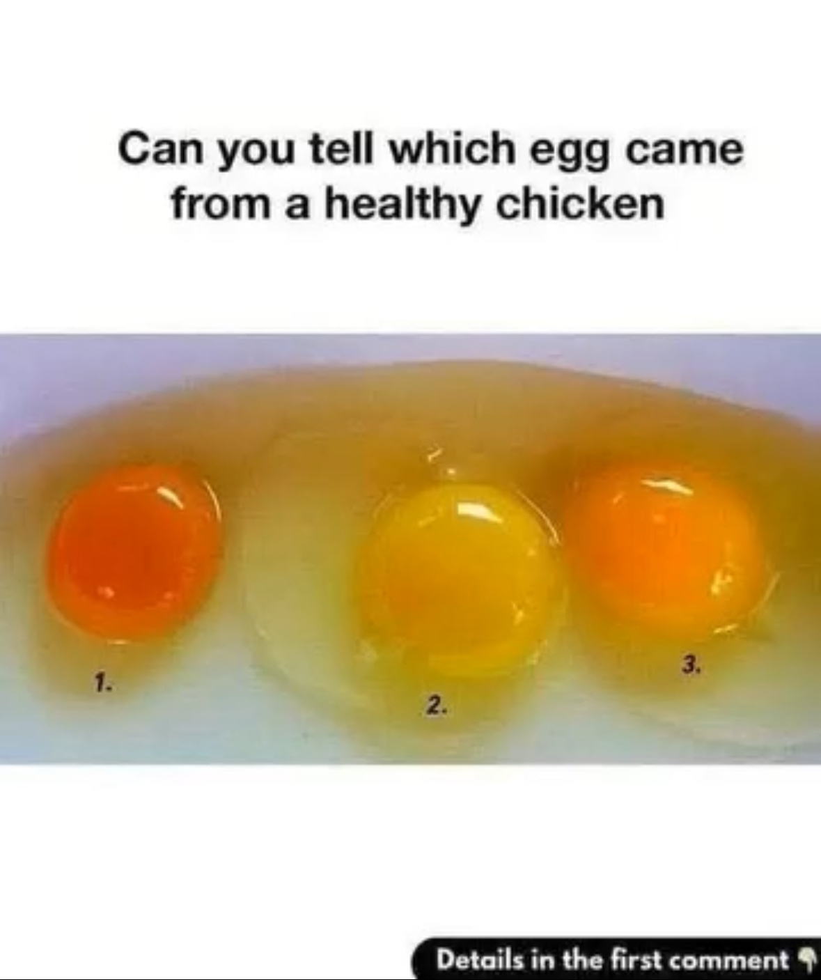 The Secret Signs of a Fresh, Top-Quality Egg