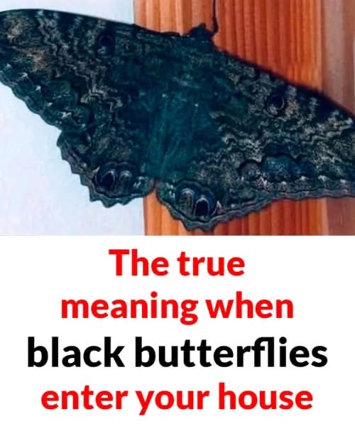 The deeper meaning behind a black butterfly’s visit