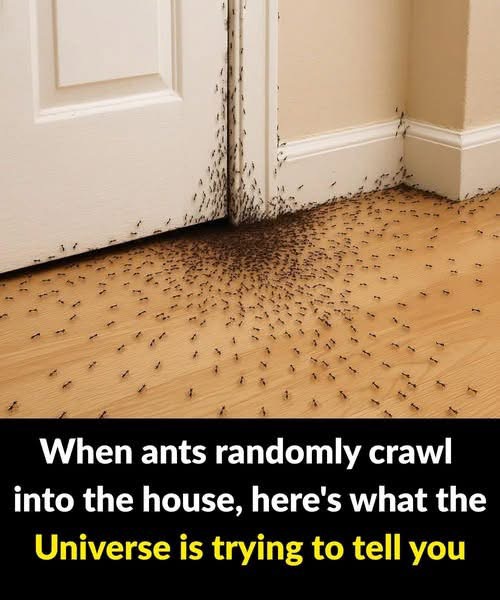When ants randomly crawl into the house, here’s what the Universe is trying to tell you