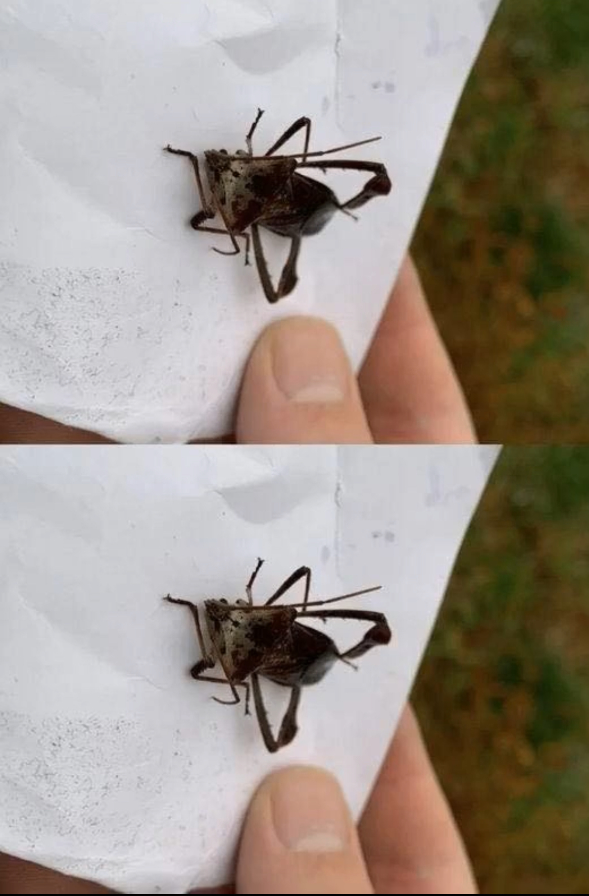 Assassin Bug Bites: Treatment, Risks, and Prevention