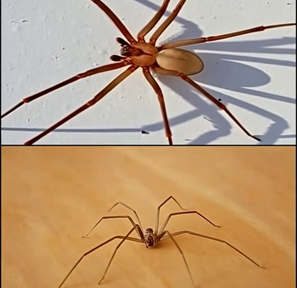 This Spider Will Harm You With Just One Bite.