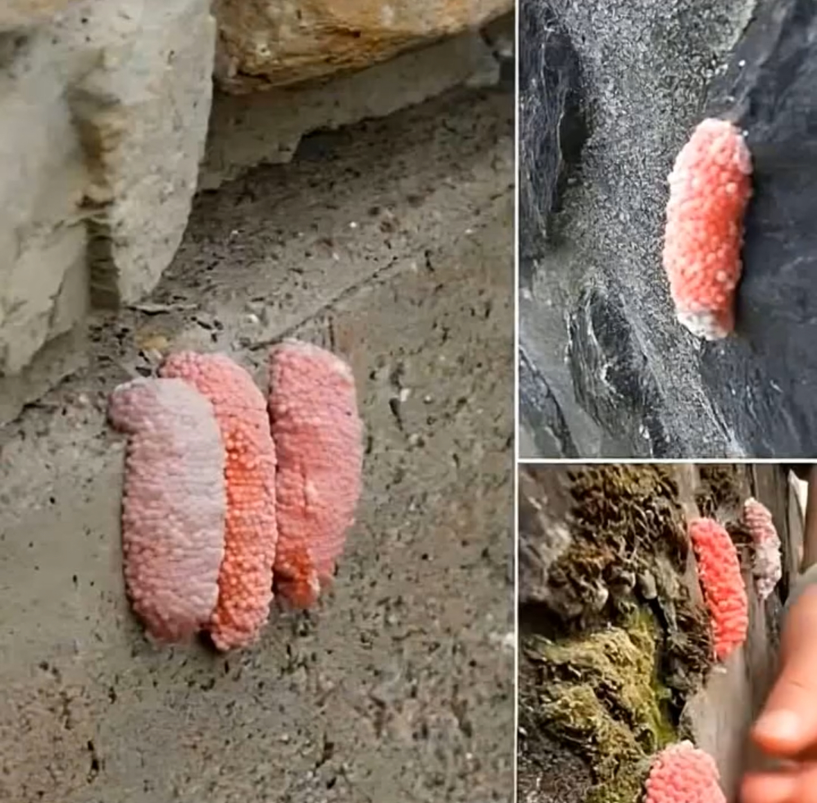 Be careful if you see these little pink