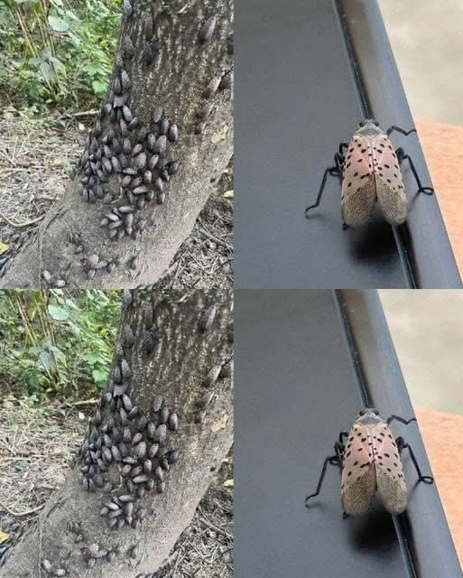 Why You Must Act Immediately If You Spot This Insect In Your Home
