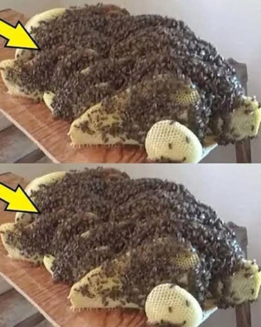 Surprise Under the Bed: The Uninvited Guests