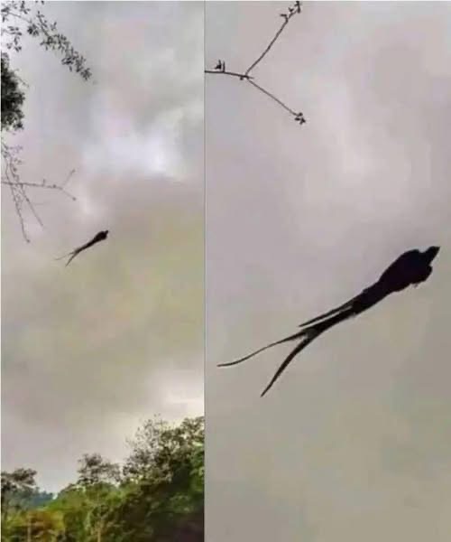 Majestic captured in Mexico