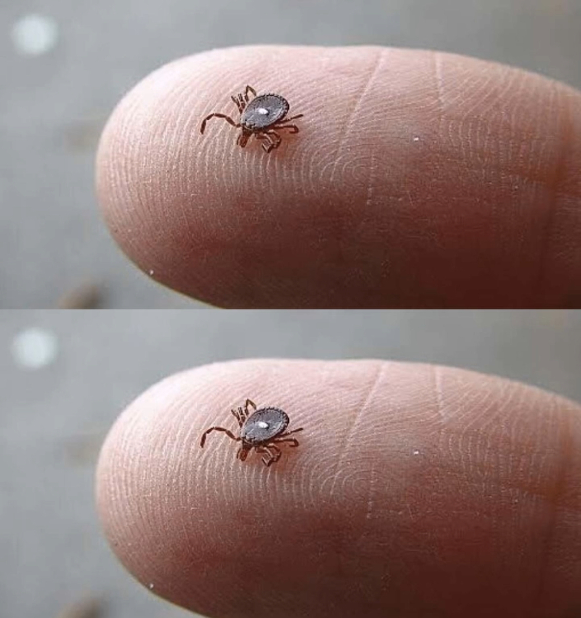 If You Notice This Insect, Take These Steps