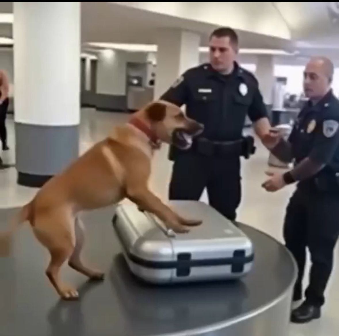 A Suitcase, a K9, and an Unexpected Rescue: A Story That Touched Hearts