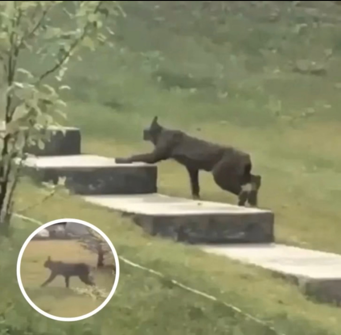 Rare Creature Caught On Camera For The 1st Time