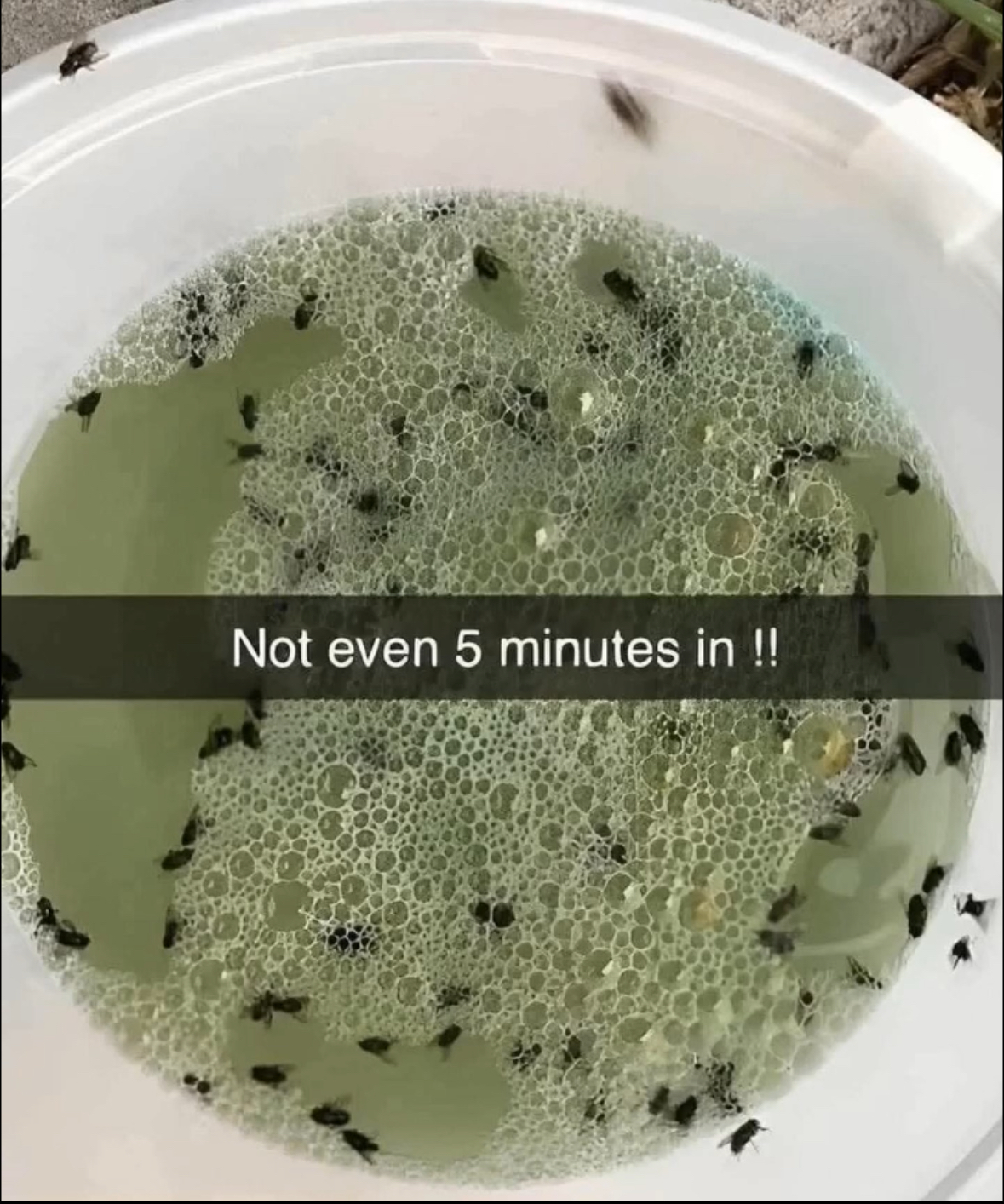 Say Goodbye to Pesky Insects with This Homemade Natural Bug Repellent