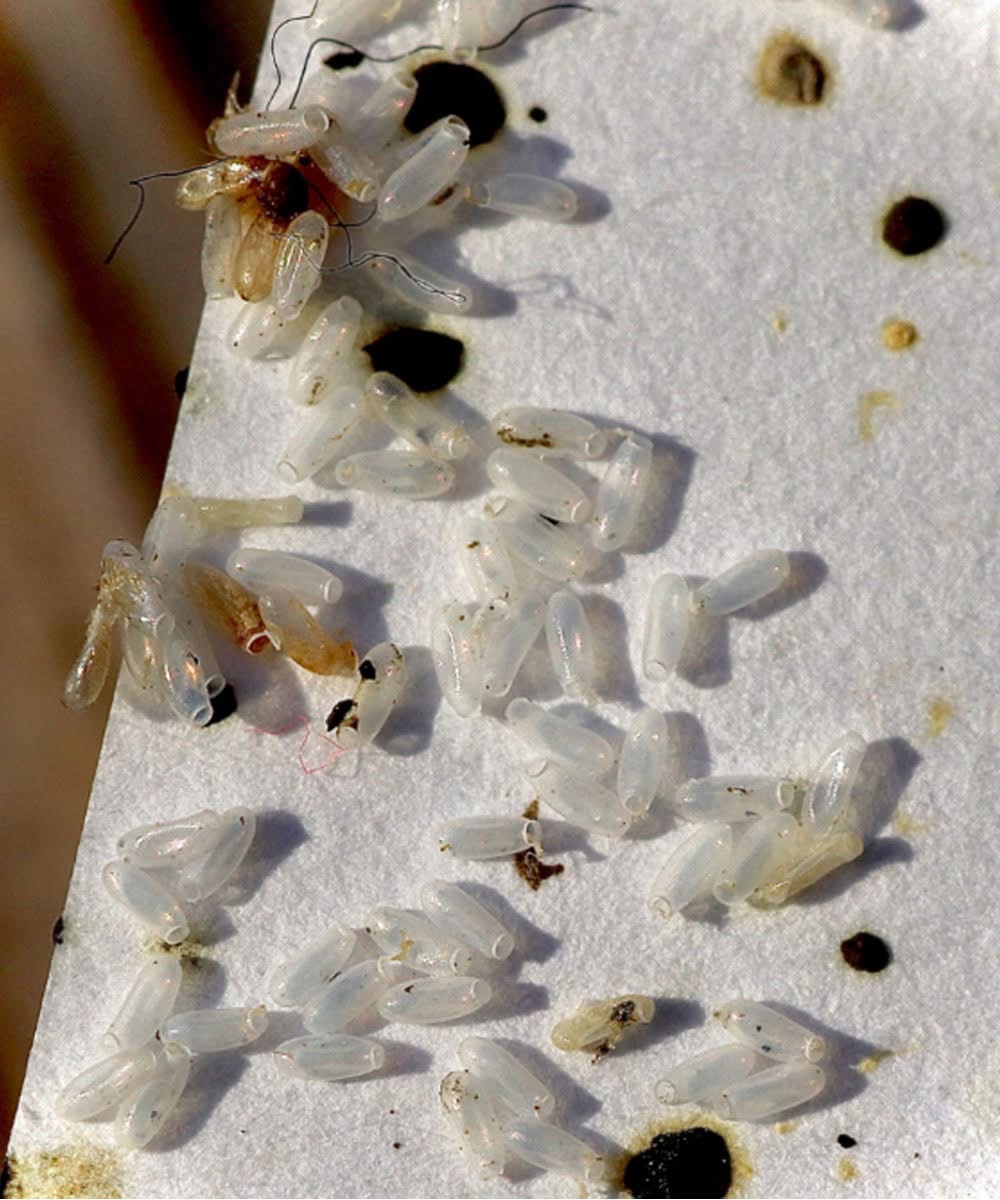 I thought it was just rice, but the truth turned out to be much worse