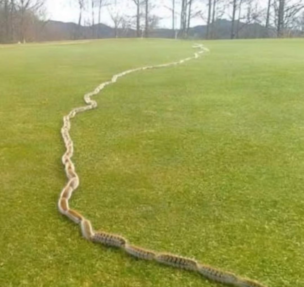 The Rope That Wasn’t: My Close Call in the Grass